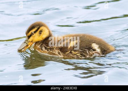 Mallard Duck, Cley Marshes Norfolk Foto Stock