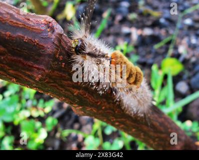 I pilastri castani si arrampicano sugli alberi Foto Stock