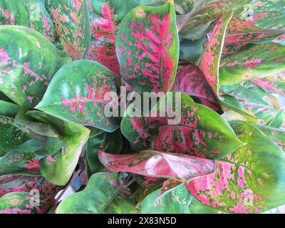 Aglonema Kochin piante tropicali, foglie verdi con macchie rosse, aglaonema o sempreverde cinese Foto Stock