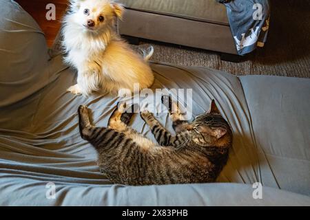 Comportamento del gatto tigre Taby Foto Stock