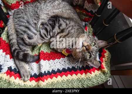 Comportamento del gatto tigre Taby Foto Stock