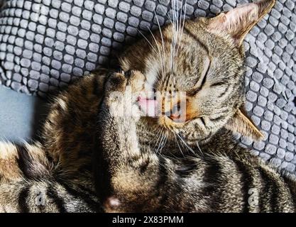 Comportamento del gatto tigre Taby Foto Stock