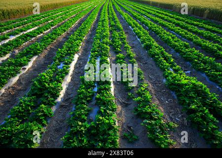 Campi di arachidi Foto Stock