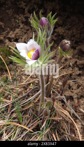 Pasqueflower (Anemone patens) fiore selvatico viola a Beartooth Mountains, Montana Foto Stock