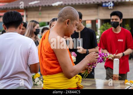 Bangkok, Thailandia. 22 maggio 2024. Un monaco thailandese si prende cura delle orchidee per l'offerta, il giorno Visakha Bucha, al Tempio Lat Phrao, situato in una comunità a basso reddito, a Bangkok, Thailandia. Visakha Bucha, una delle più importanti festività buddiste della Thailandia, commemora la nascita, l'illuminazione e il passaggio del Buddha Gautama, tutti nella stessa data. I buddisti thailandesi visitano in genere i templi per fare il merito, che comporta attività come dare l'elemosina ai monaci, ascoltare sermoni e partecipare a vari rituali religiosi. Credito: SOPA Images Limited/Alamy Live News Foto Stock