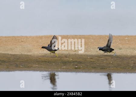 coot Fulica atra eurasiatica, adulto che insegue Moorhen Gallinula chloropus, adulto, Minsmere RSPB Reserve, Suffolk, Inghilterra, maggio Foto Stock