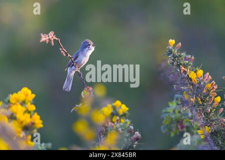 Gola bianca minore Sylvia curruca, maschio adulto arroccato sul gambo bramble cantando, Suffolk, Inghilterra, maggio Foto Stock