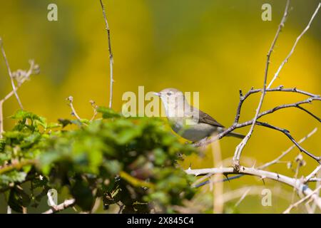 Parula da giardino Sylvia borin, uomo adulto arroccato sul ramoscello, Suffolk, Inghilterra, maggio Foto Stock