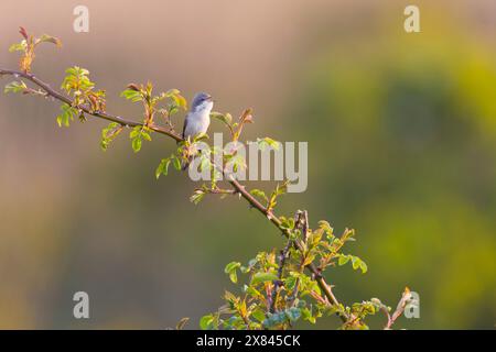 Gola bianca minore Sylvia curruca, maschio adulto arroccato su Dog Rose Rosa canina, STEM canto, Suffolk, Inghilterra, maggio Foto Stock