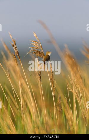 Parula di canna Acrocephalus scirpaceus, maschio adulto arroccato su canne, riserva RSPB di Minsmere, Suffolk, Inghilterra, maggio Foto Stock