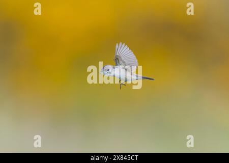 Gola bianca minore Sylvia curruca, maschio adulto che canta in volo, Suffolk, Inghilterra, maggio Foto Stock