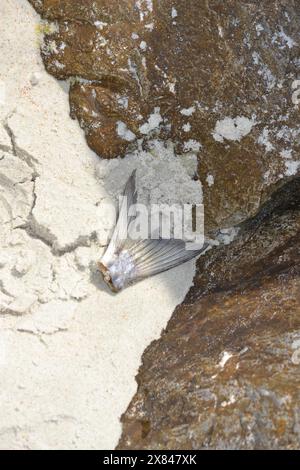 Sulla spiaggia sabbiosa di Ponce Inlet, Jetty Beach, Florida, una coda di pesce tagliata d'argento si trova accanto alle rocce. Foto Stock