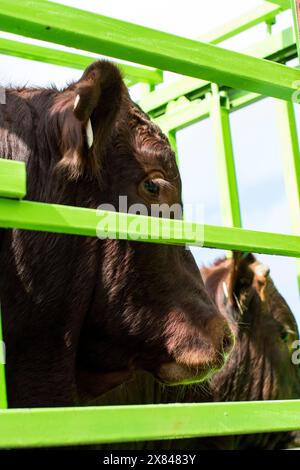 Carne di manzo magra Topside - il macellaio Foto Stock