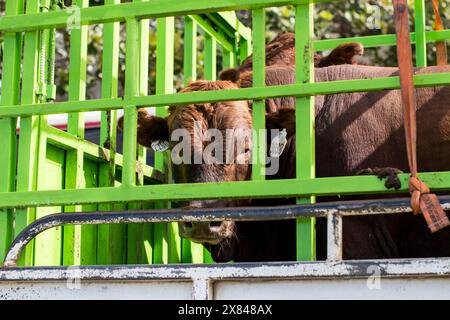 Carne di manzo magra Topside - il macellaio Foto Stock