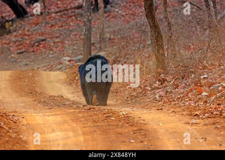 La splendida fauna selvatica del Parco Nazionale di Ranthambore in India Foto Stock