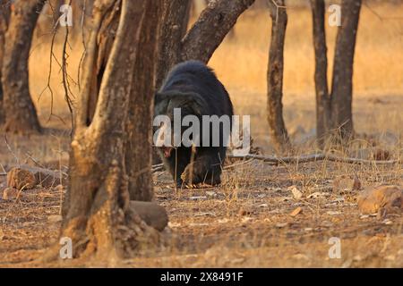 La splendida fauna selvatica del Parco Nazionale di Ranthambore in India Foto Stock