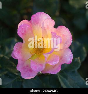 Acquerelli Home Run Shrub Rose in fiore. San Jose Municipal Rose Garden a San Jose, California. Foto Stock