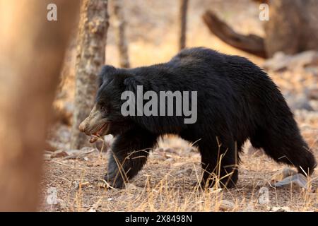 La splendida fauna selvatica del Parco Nazionale di Ranthambore in India Foto Stock