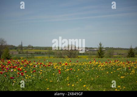 Filato di colorati giardini fioriti di tulipani su prati verdi di collina, alberi verdi Foto Stock