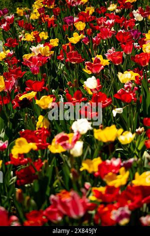 tulipano. Bellissimo bouquet di tulipani. tulipani colorati. tulipani in primavera Foto Stock