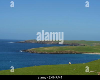 Isola verde nel mare blu con cielo limpido. Una pecora solitaria si erge in primo piano su un pascolo verde, ampia vista su un'isola verde con piccole case Foto Stock