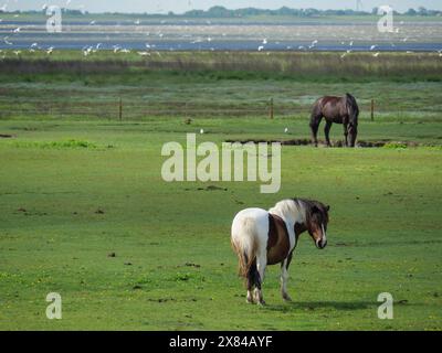 Un cavallo marrone e bianco sorge su un prato verde, sullo sfondo un cavallo marrone scuro e uccelli volanti, cavalli su una palude salata su un'isola nel Foto Stock