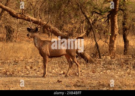 La splendida fauna selvatica del Parco Nazionale di Ranthambore in India Foto Stock