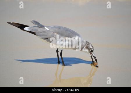 Un Gull ridendo banchettò su un gigante insetto d'acqua; fuggì diverse volte prima di essere consumato. È una vista rara; il bug non è originario dell'acqua salata. Foto Stock