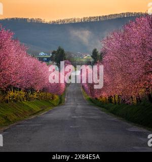 Berkenye, Ungheria - prugne selvatiche rosa in fiore lungo la strada nel villaggio di Berkenye in un pomeriggio di primavera soleggiato con caldo cielo dorato e sole Foto Stock