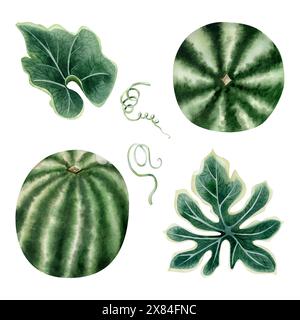 Set di illustrazioni ad acquerello intero con foglie e gambi. Raccolta estiva di frutta per alimenti biologici e succhi di frutta Foto Stock