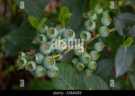 Mirtilli verdi, Vaccinium corymbosum, frutta maturata su un cespuglio di mirtilli, vista ravvicinata. Foto Stock