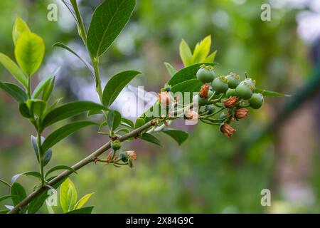 Il mirtillo settentrionale o il dolce ferisce il Vaccinium boreale coltivato presso l'azienda biologica. Foto Stock