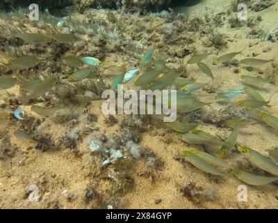 Scuola di pesci di salema porgy (SARPA salpa), noto anche come pesce sognante o salema, una specie di pesci marini con pinne a razze appartenenti alla famiglia Spa Foto Stock