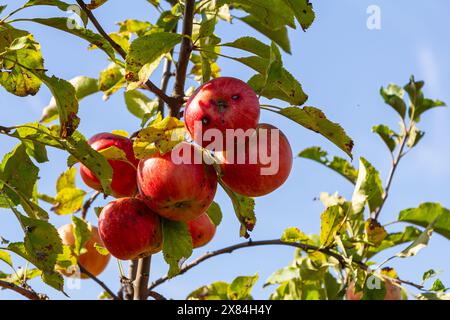 Una pila di malattie e sintomi della scab delle mele con alberi di mele. Foto Stock