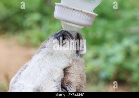 la giovane capra sta bevendo latte collegato da una bottiglia di plastica Foto Stock