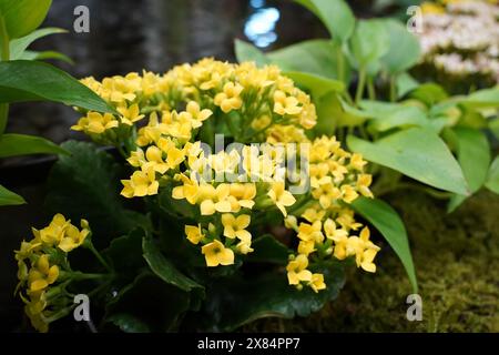 I graziosi fiori gialli di Kalanchoe fioriscono. Foto Stock