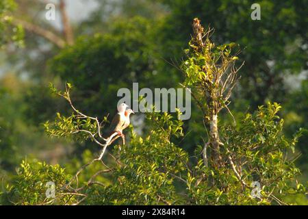 Un paio di piccioni imperiali verdi (Ducula aenea) su un albero vicino al Monte Tangkoko e al Monte Duasudara a Bitung, Sulawesi settentrionale, Indonesia. Foto Stock