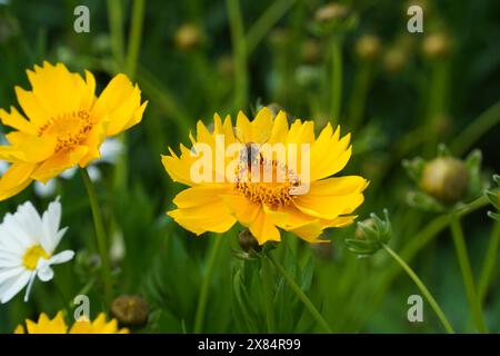 Coreopsis giallo che fiorisce nel giardino Foto Stock