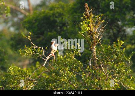 Un paio di piccioni imperiali verdi (Ducula aenea) su un albero vicino al Monte Tangkoko e al Monte Duasudara a Bitung, Sulawesi settentrionale, Indonesia. Foto Stock