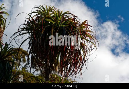 Il bellissimo Dracophylium in un'area alpina della nuova Zelanda. Foto Stock