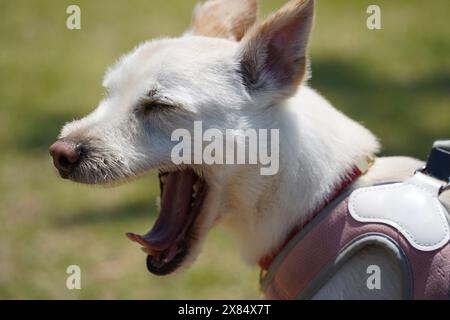 Un cane bianco che indossa un'imbracatura sbadiglia Foto Stock