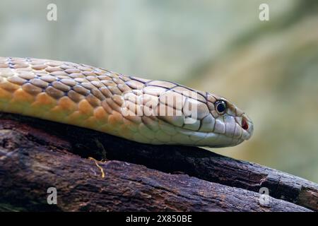 Testa di un re Cobra, Ophiophagus hannah, su un morbido sfondo bokeh con spazio per il testo. Il serpente velenoso più lungo del mondo ed endemico di AS Foto Stock