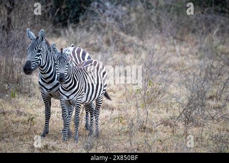 Zebra delle pianure madre e puledro, Equus quagga, al riparo dalla pioggia estiva nel sottobosco del Parco Nazionale del Lago Nakuru, Kenya. Foto Stock