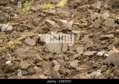 attenzione selettiva, dettaglio del terreno fertile di un campo agricolo. Trama per lo sfondo Foto Stock