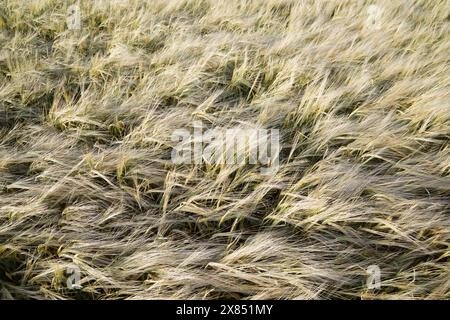 Campo di cereali al tramonto, provincia di Huesca, Aragona in Spagna. Foto Stock