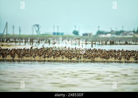 Migrazione delle limicolae (predominano stint, dunlin e curlew sandpiper) sulla costa di Arabatskaya Strelka, lago Sivash. Stop-over di maggio Foto Stock