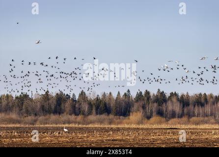 Un esempio di svernamento misto di uccelli acquatici [oca fagiana (Anser fabalis) e cigno percosso (Cygnus cygnus) su terreni agricoli (campi di mais) a nord Foto Stock