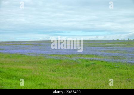 Deposito steppe. Restauro ecologico, successione secondaria. L'emergere di campi di lino selvatico (Linum usitatissimum). Meraviglioso blueness. Mar Nero r Foto Stock