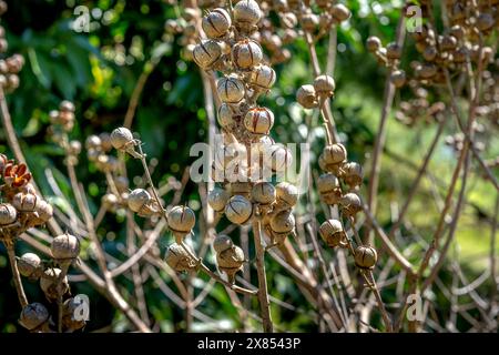 Semi degli alberi di fiori della Regina Foto Stock