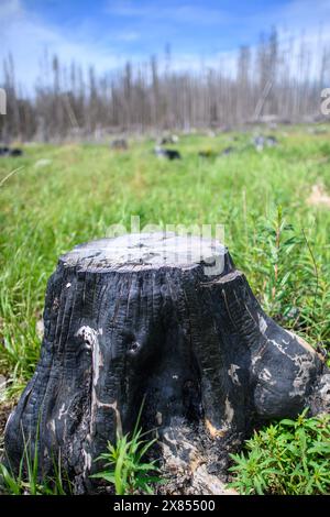 Schierke, Germania. 16 maggio 2024. Un ceppo di alberi carbonizzato sorge in un'area boschiva vicino a Schierke, nel mezzo della vegetazione rigogliosa. L'area conosciuta come "Quesenbank/Knaupsholz" bruciò dall'11 agosto 2022 al 14 agosto 2022. Crediti: Klaus-Dietmar Gabbert/dpa/Alamy Live News Foto Stock